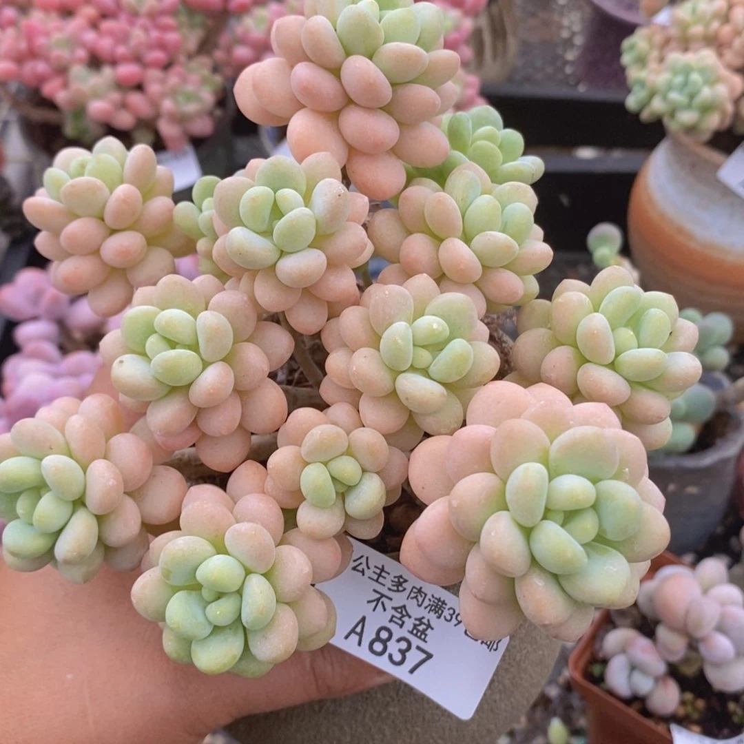 洛可可12cm837多肉植物
