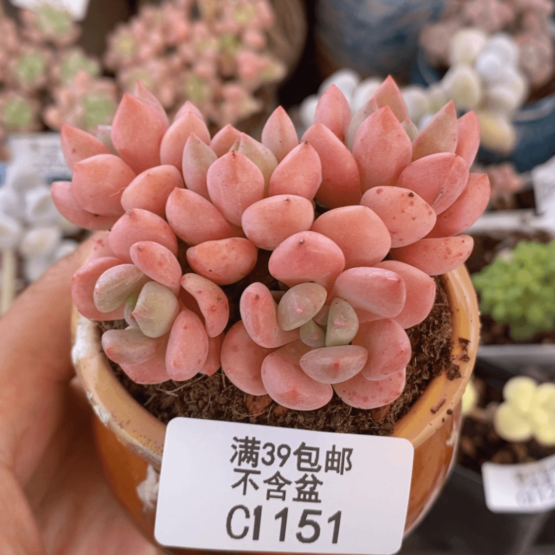 粉桃花6cm1151多肉植物