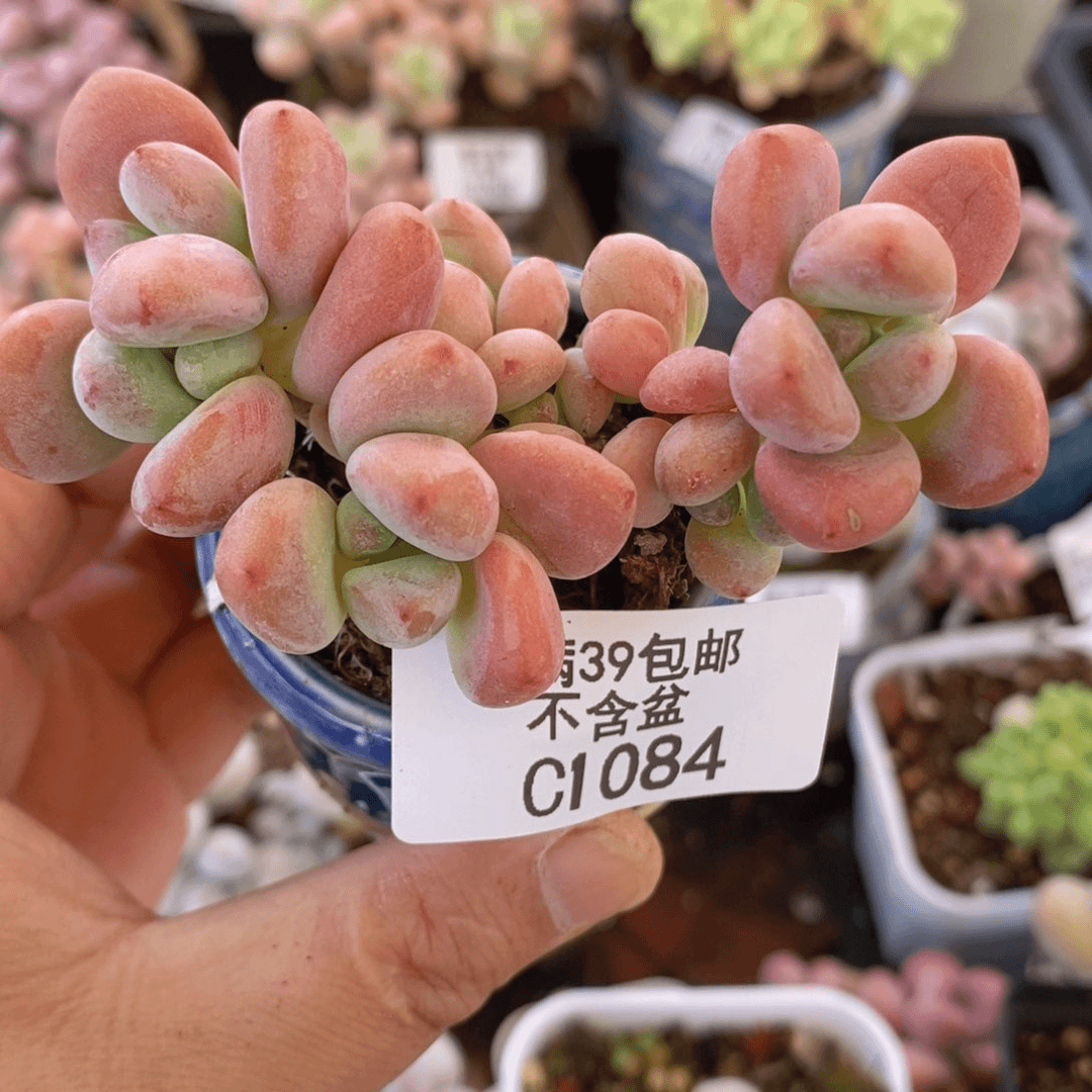 樱花洛神7cm1084多肉植物