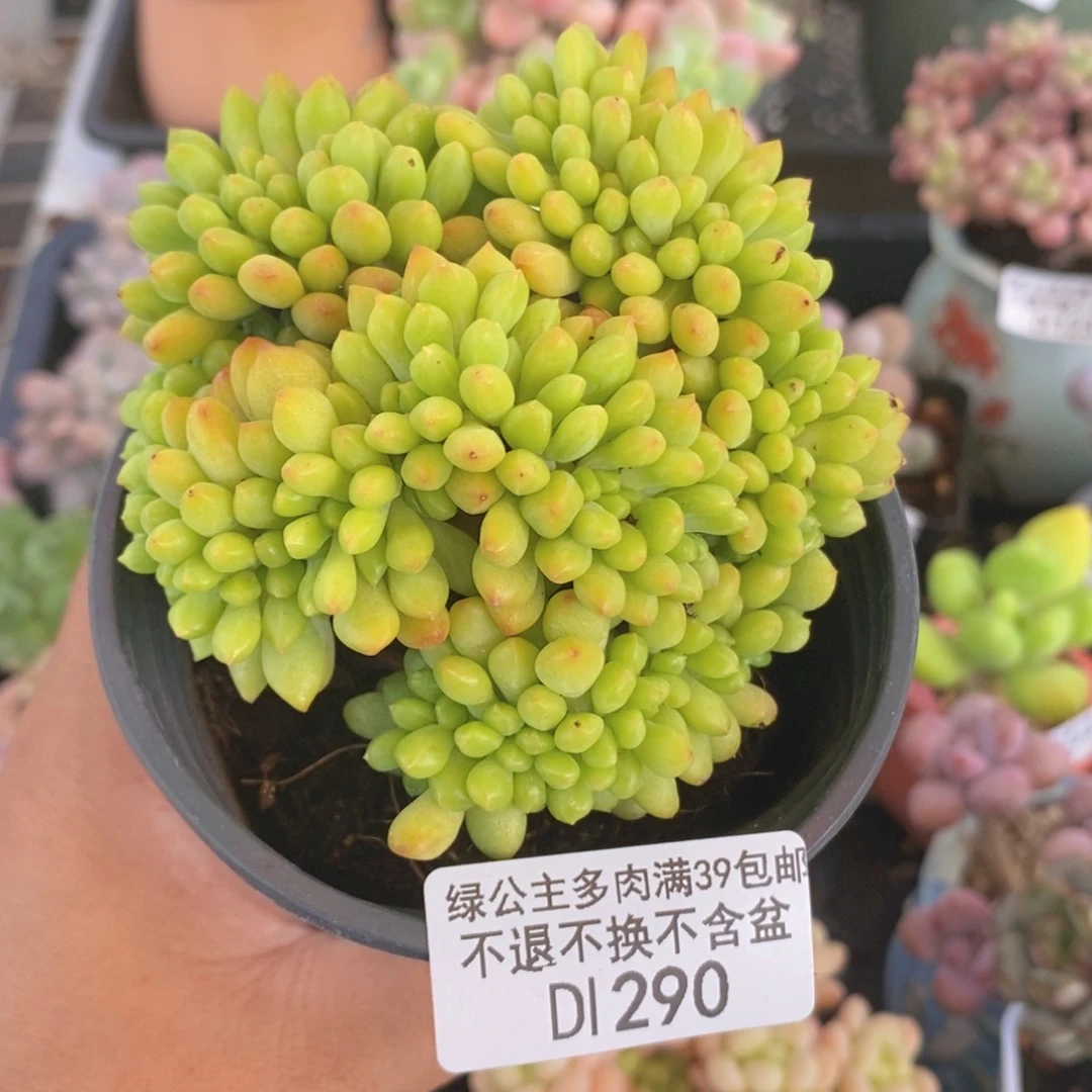 春萌缀8cm290多肉植物