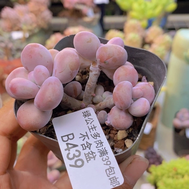 439腰子桃蛋3cm收到即种，晾根会黄掉叶