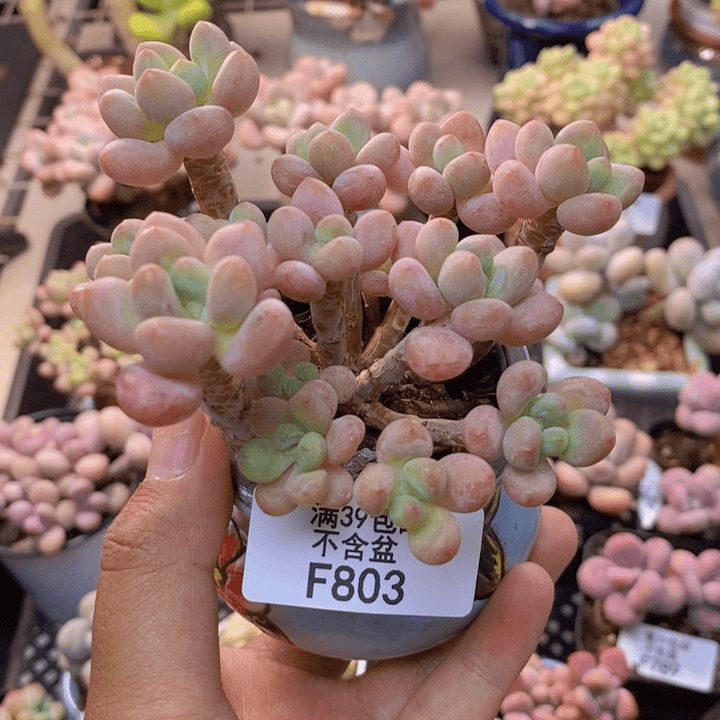 803鱼子酱多肉8cm