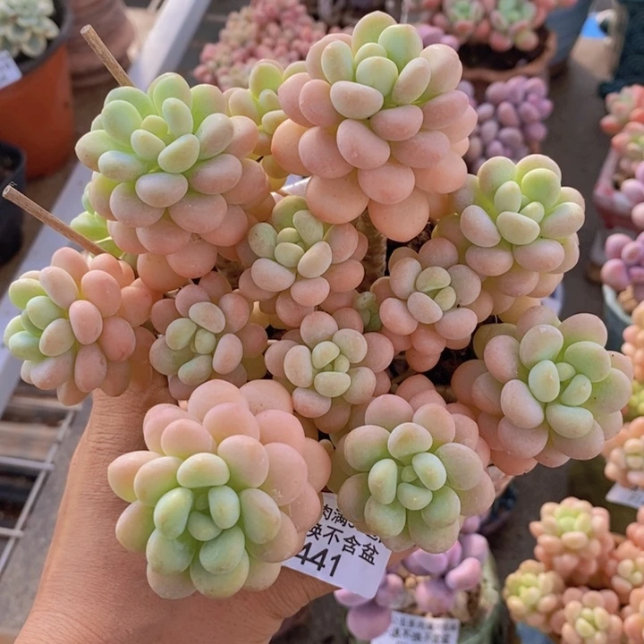 洛可可441/10cm多肉