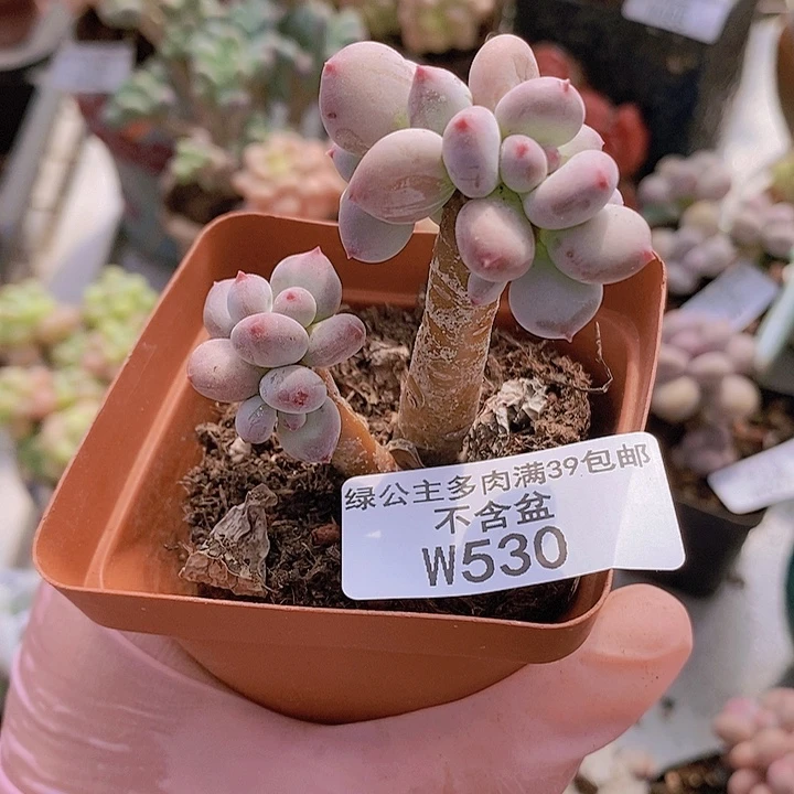 四代苹果奶530多肉植物