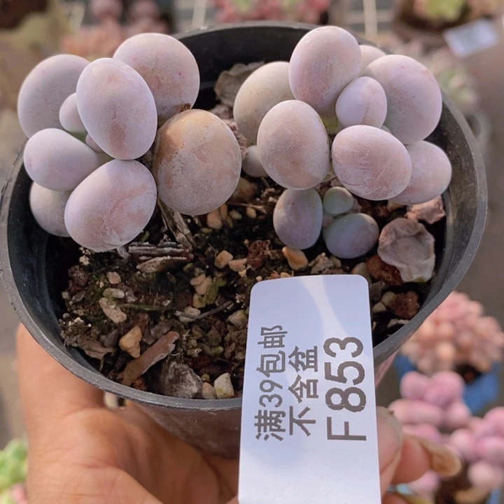 芭比奶酪853/7c m