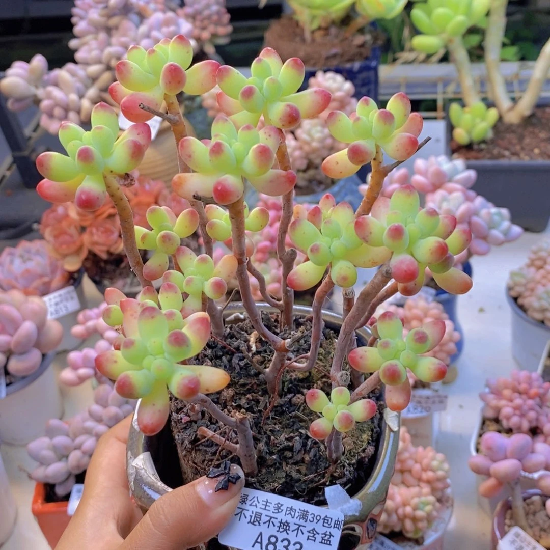 833乙女心多肉散