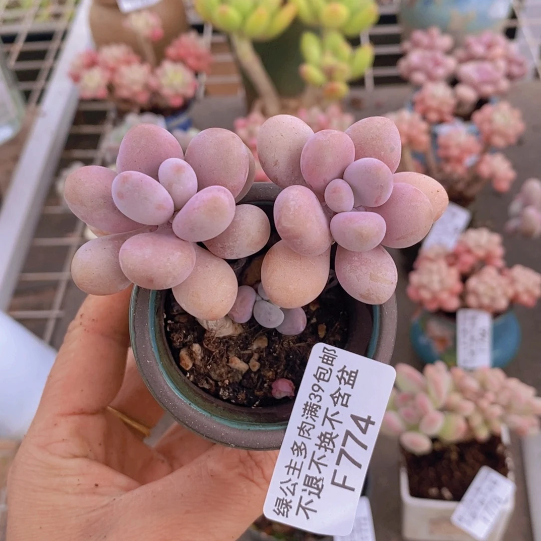 腰子桃蛋774/6c m