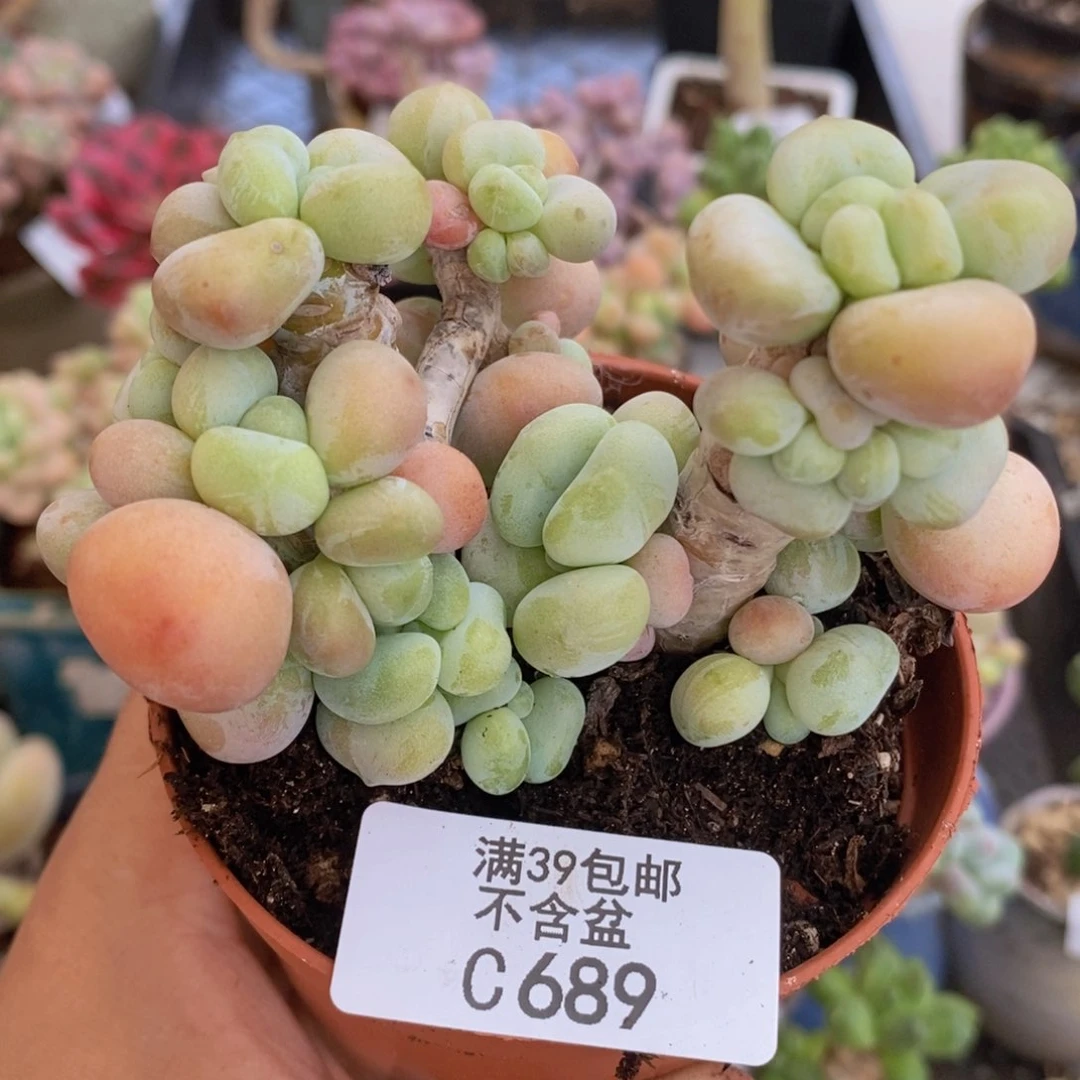 腰子洛神8cm689多肉植物