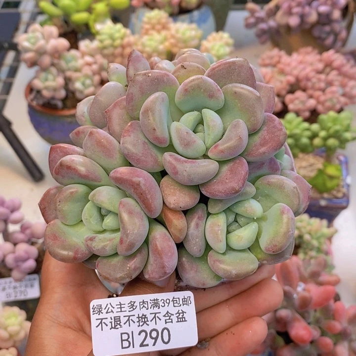 290花斑鹿多肉10cm