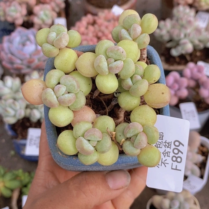萤火虫899/7cm多肉