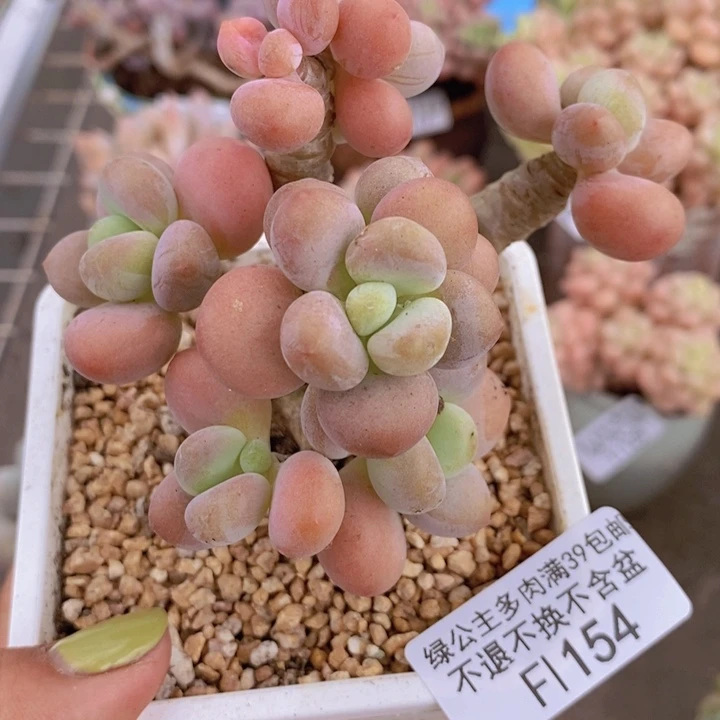 花朵洛神154/7vm多肉