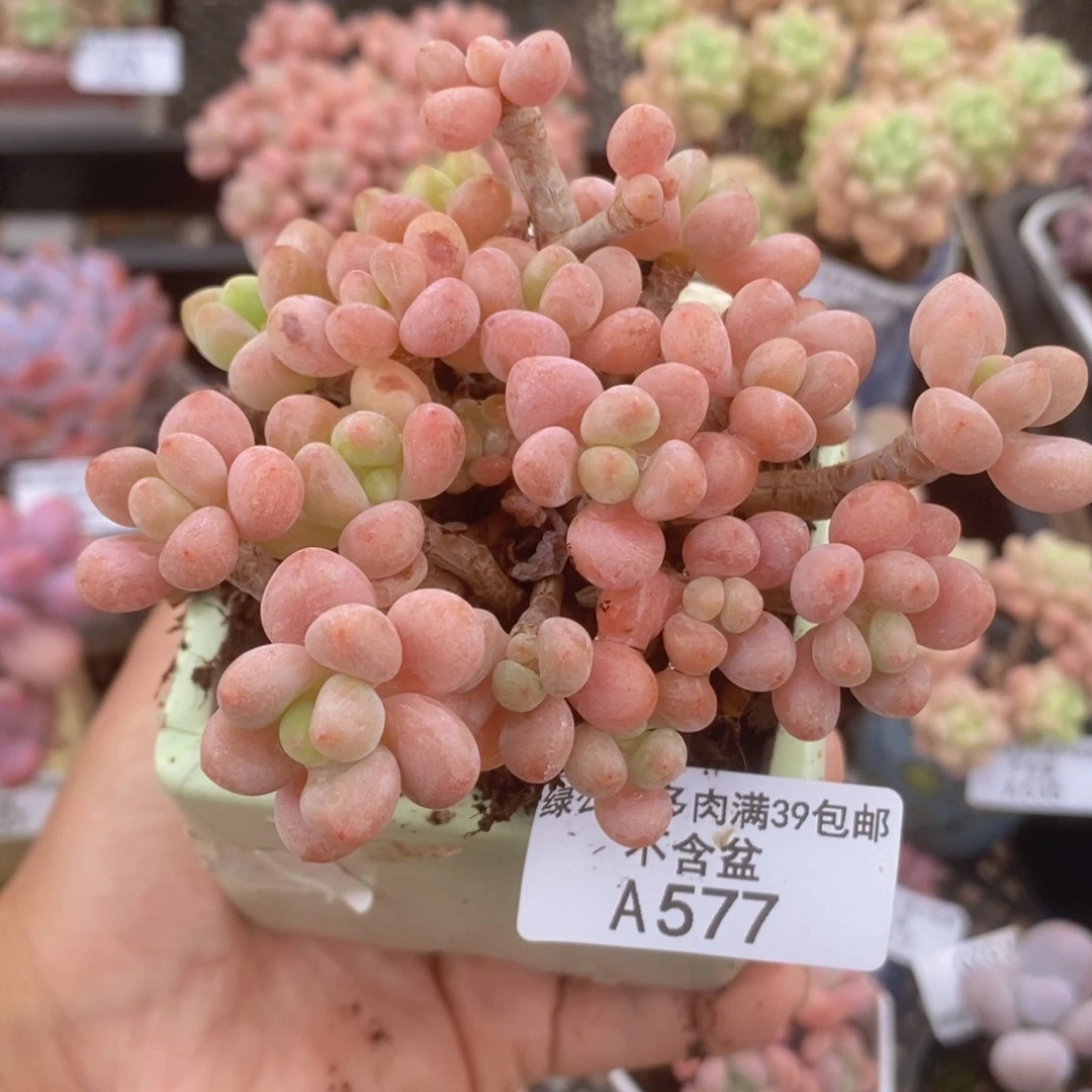 鱼子酱9cm577多肉植物
