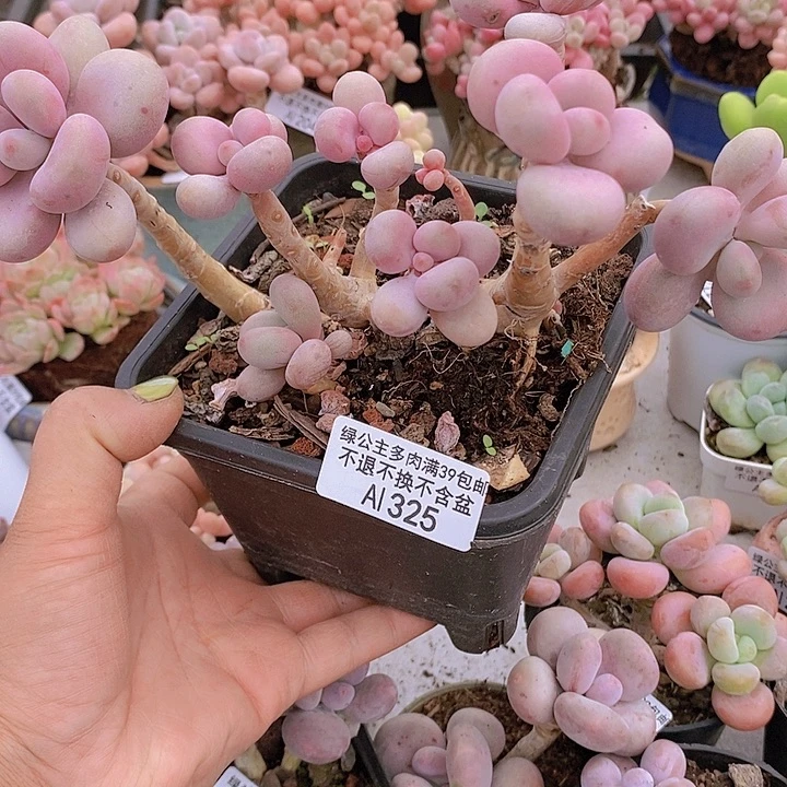 糖果桃蛋老桩有砍325多肉植物