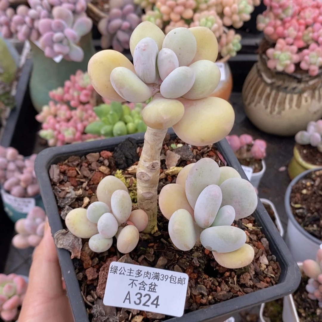 蛋黄奶老桩9cm324多肉植物