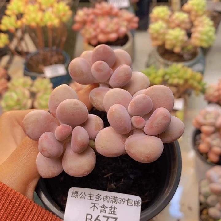 677糖果桃蛋多肉7c m