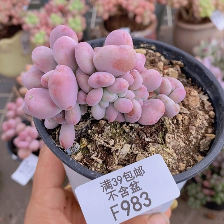 腰子桃蛋983/6c m