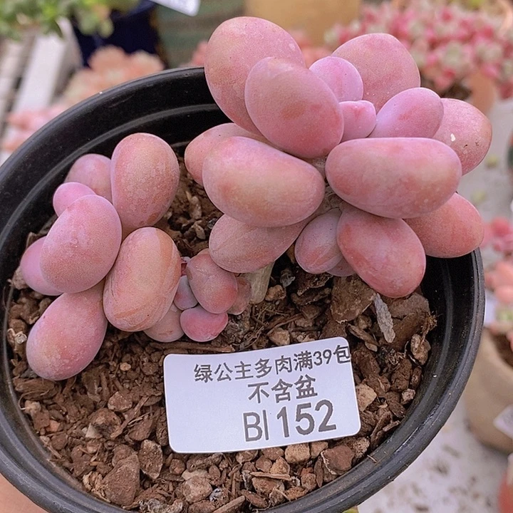 腰子桃蛋6cm152多肉植物