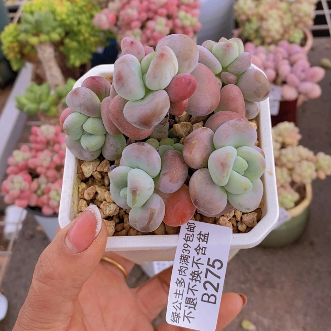 红洛神275/8cm多肉