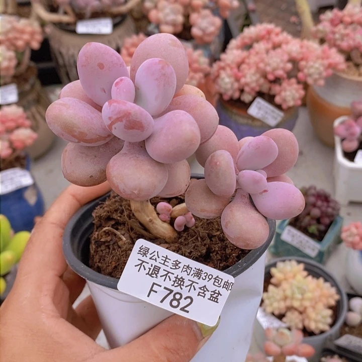 糖果桃蛋8cm782多肉植物