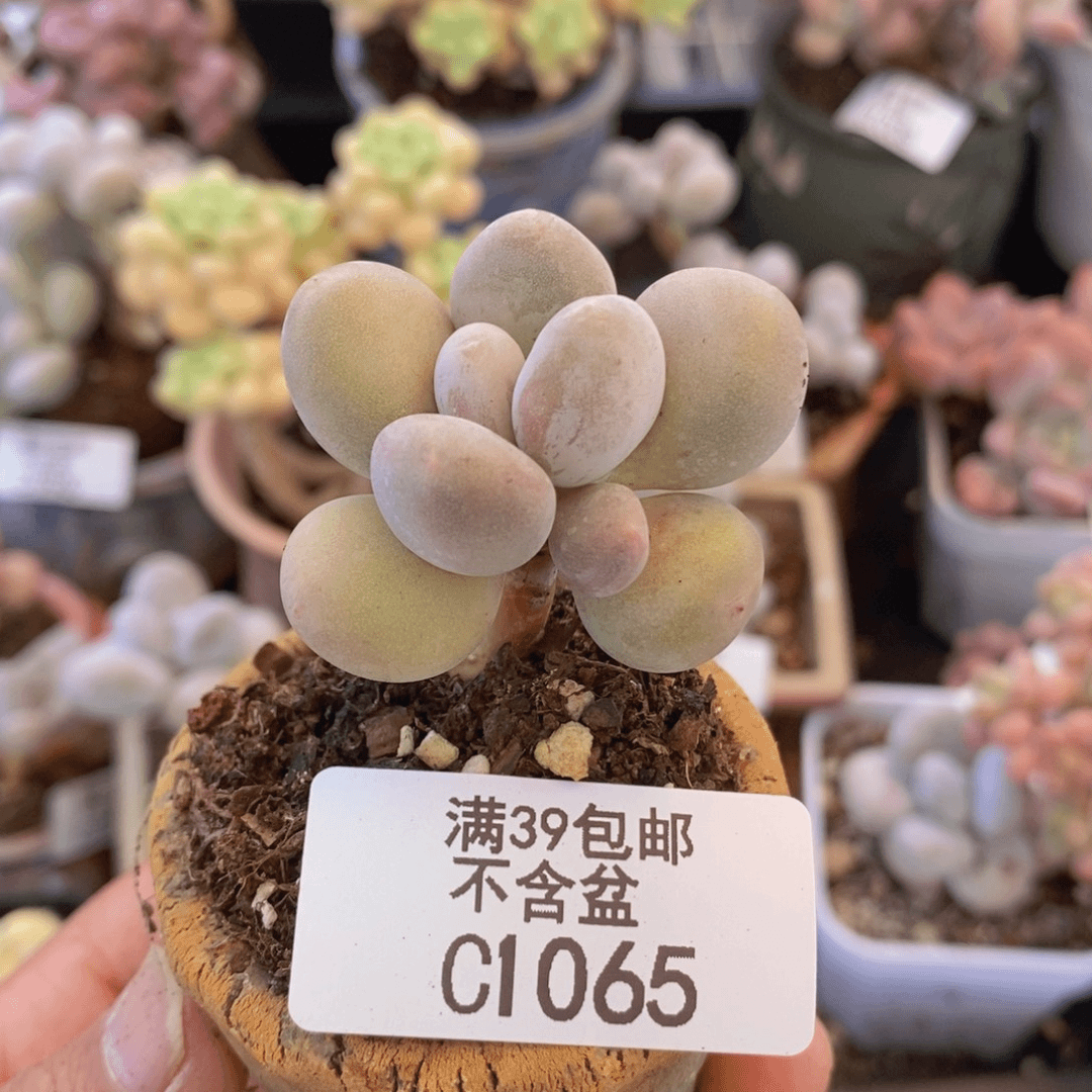 蛋黄奶3cm1065多肉