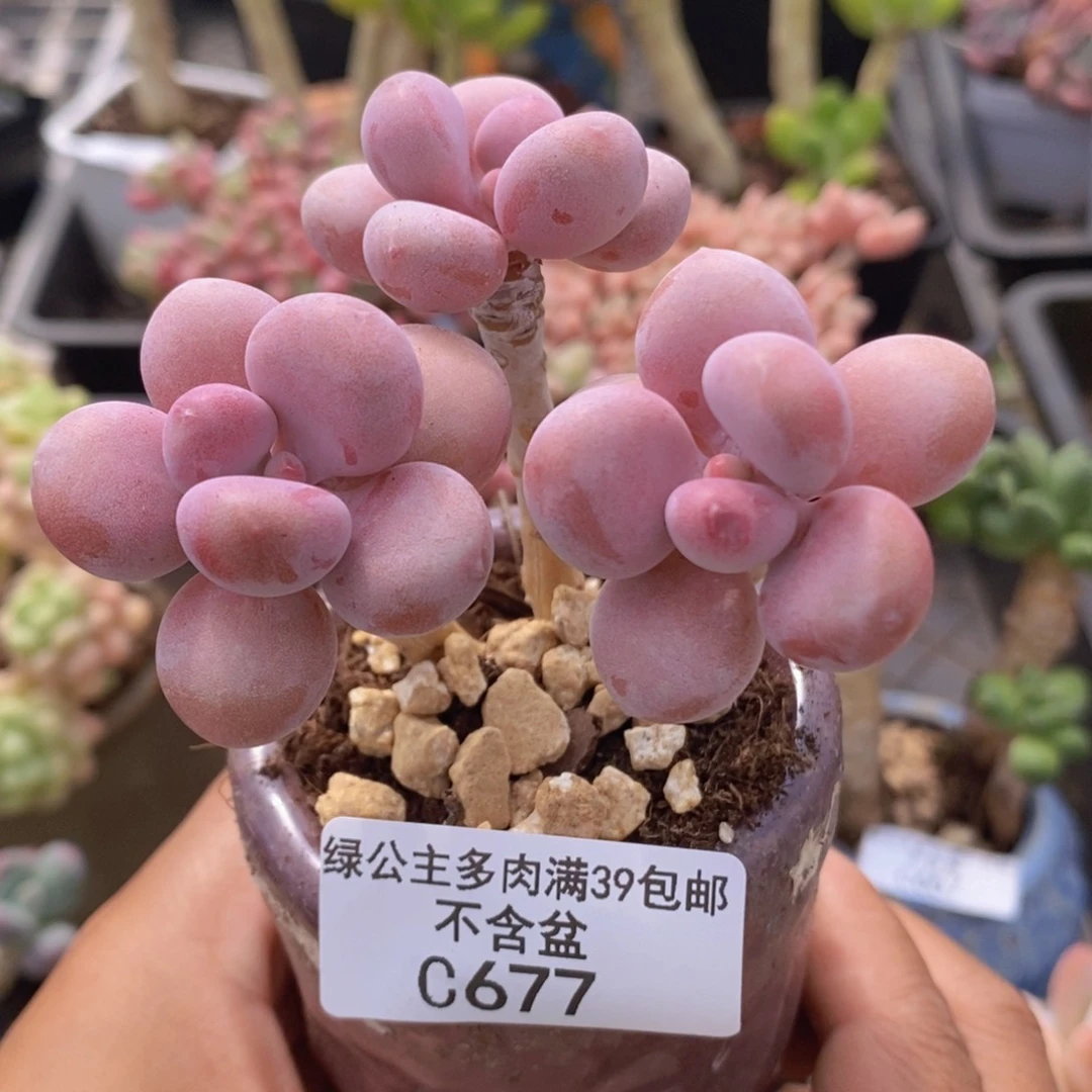 桃蛋老桩7cm677多肉植物
