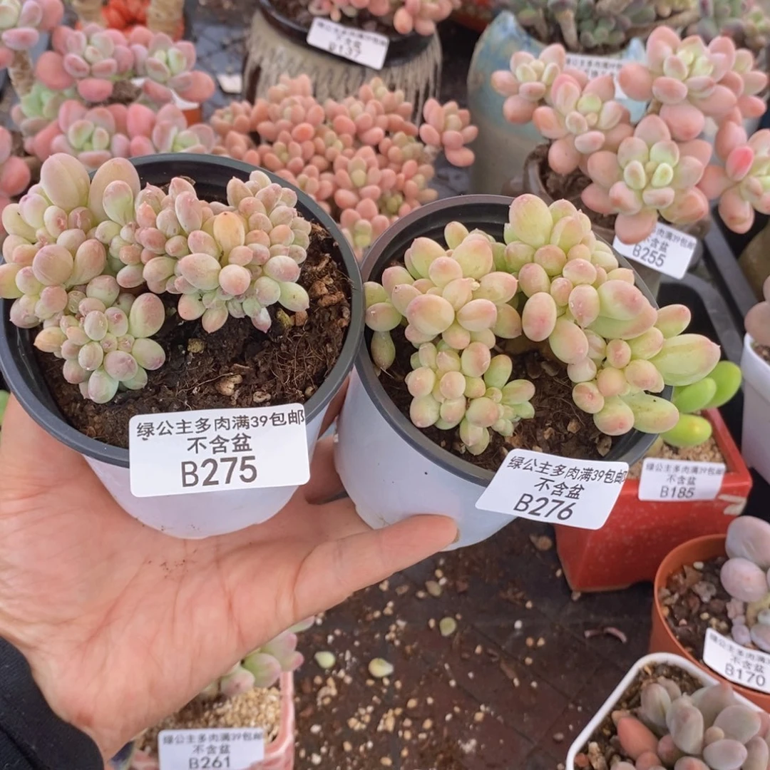 苹果奶缀2棵多肉植物