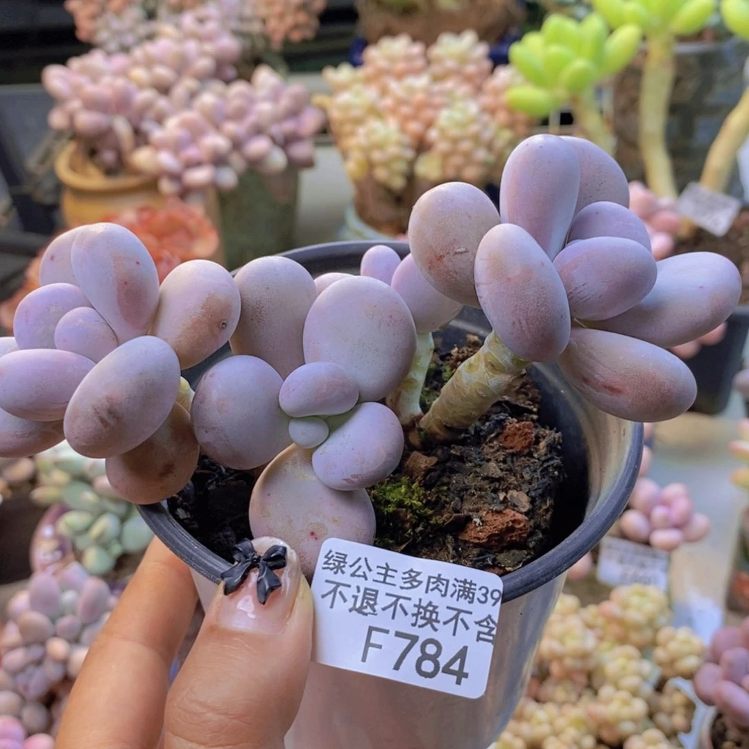 784水光针多肉8c m