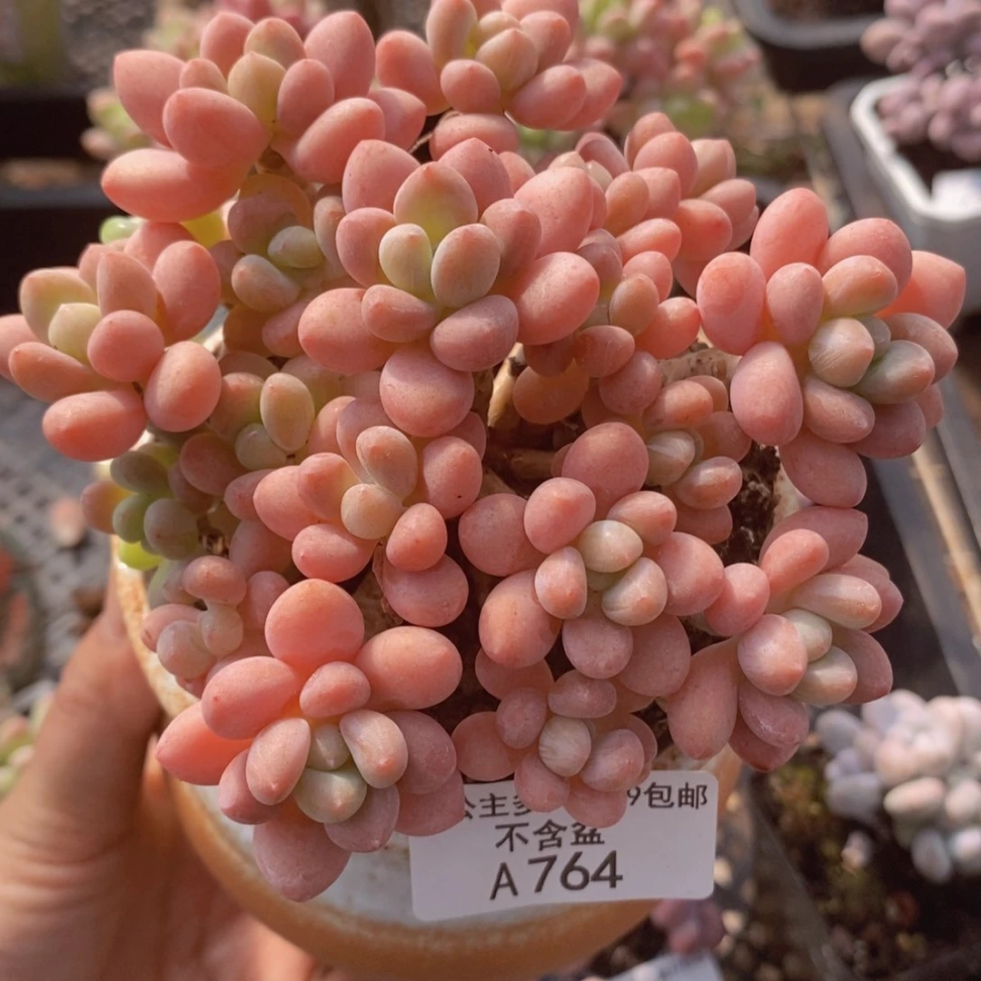 鱼子酱老桩12vm764多肉植物