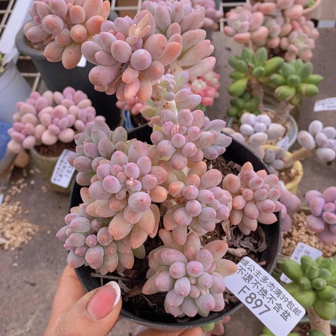 婴儿手指897/10c m