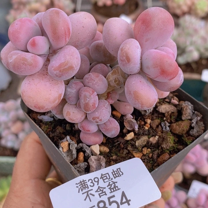 腰子桃蛋854/7c m