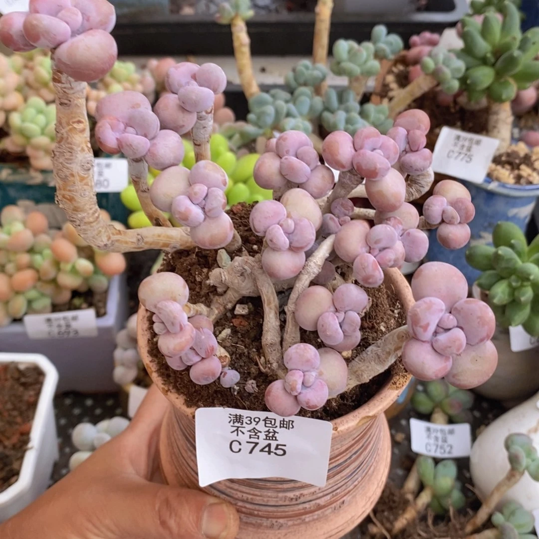 腰子桃蛋有砍12cm745多肉植物