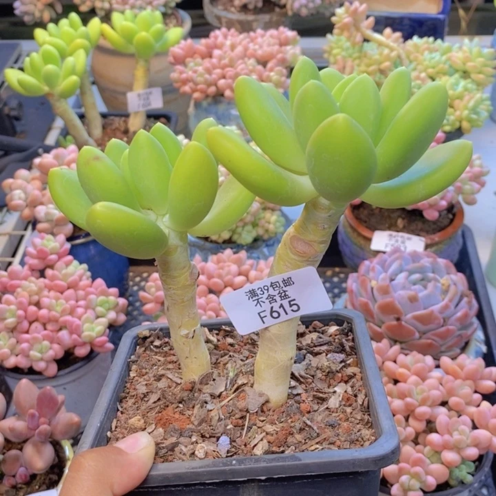 615金蟾多肉整9cm