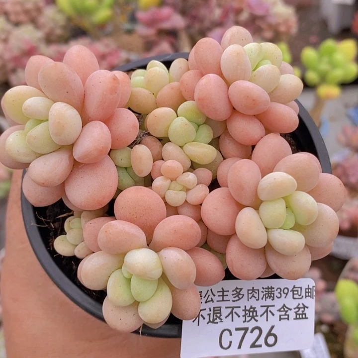 花球洛可可7cm726多肉植物