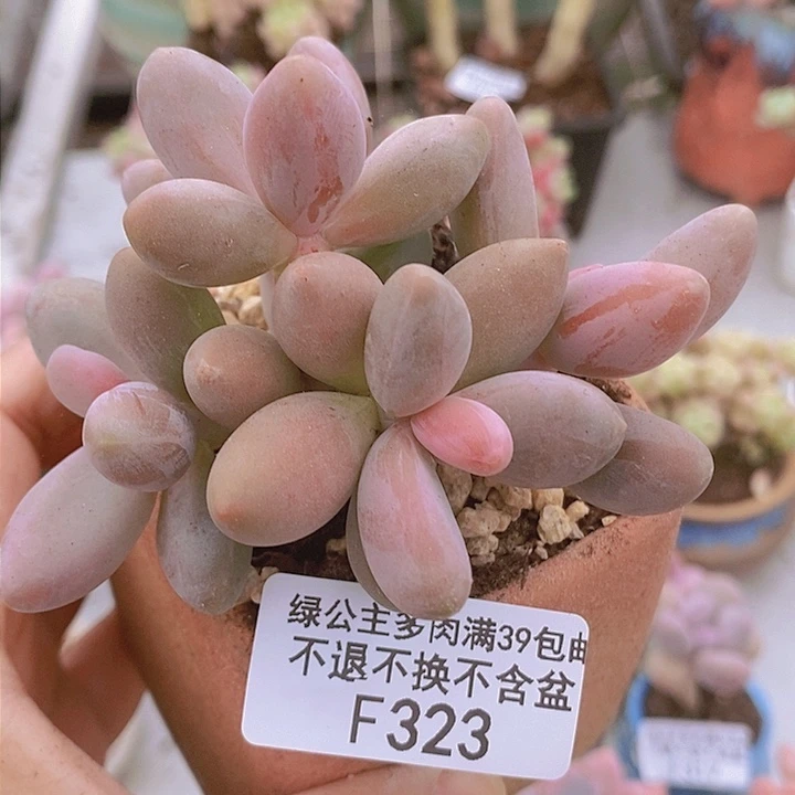 糖果美人老桩有砍8cm323多肉植物