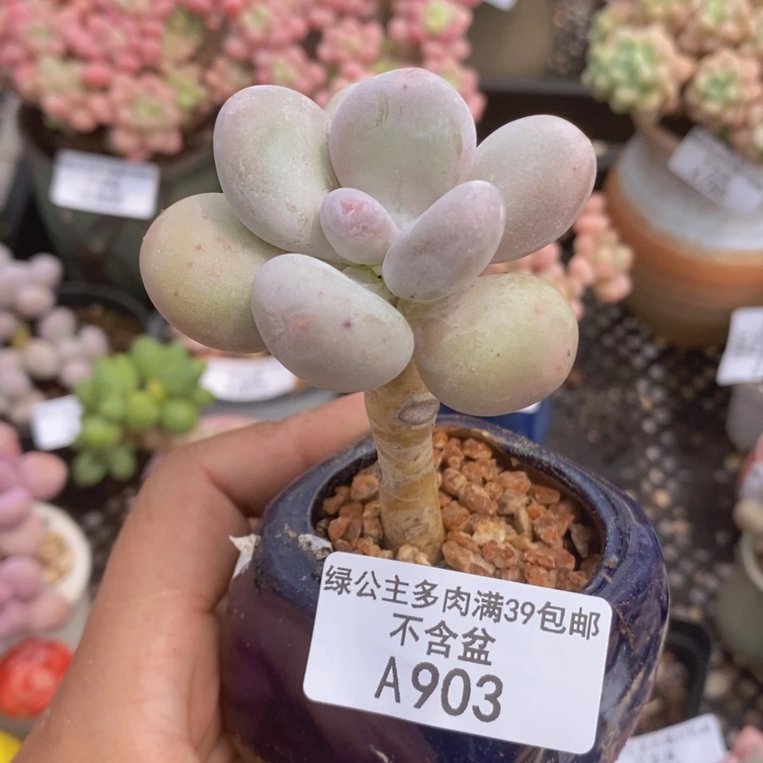 蛋黄奶老桩903多肉植物