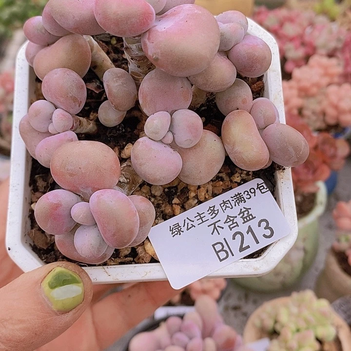 腰子桃蛋7cm213d多肉植物