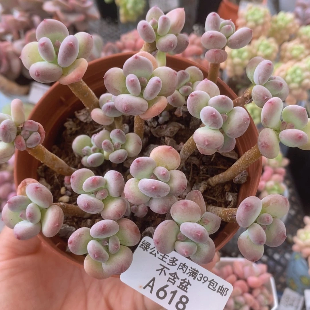 苹果奶散拼10cm618多肉植物