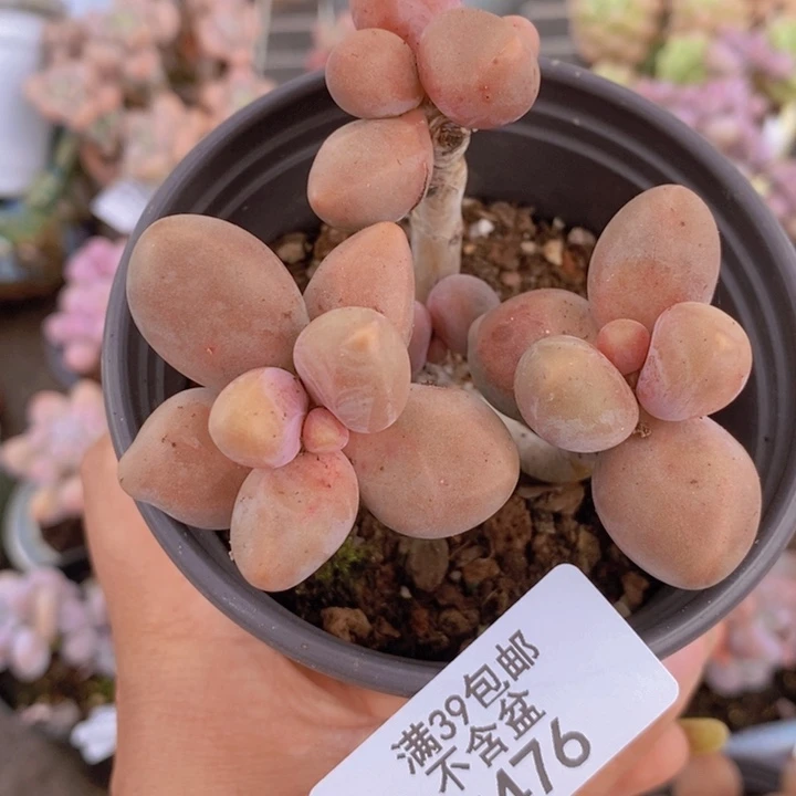糖果美人476/7c m