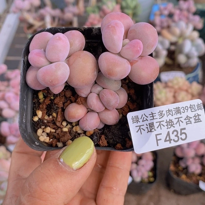 腰子桃蛋435/5c m