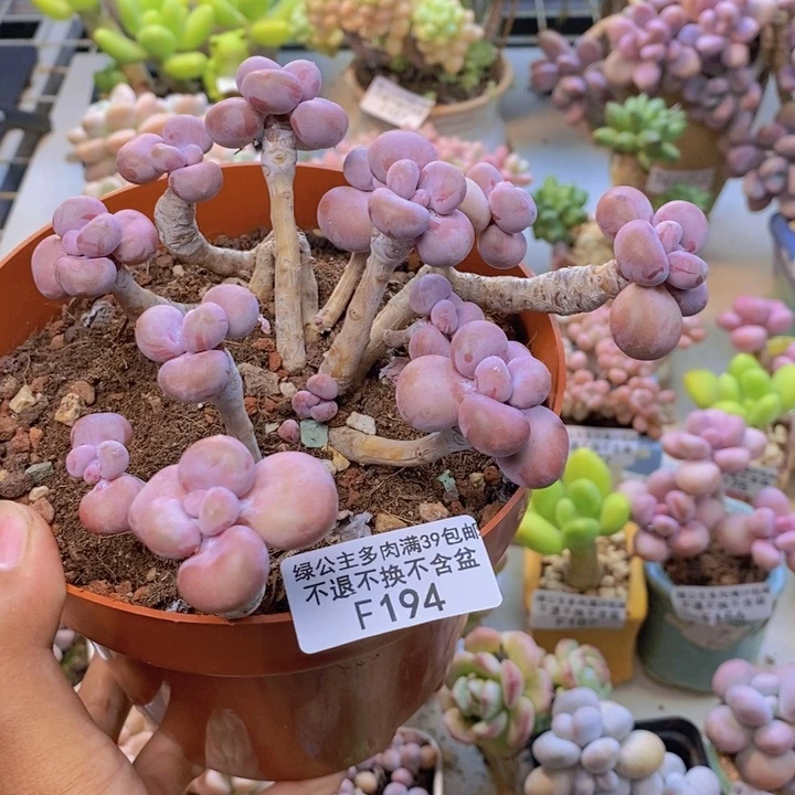 194腰子桃蛋多肉12cm
