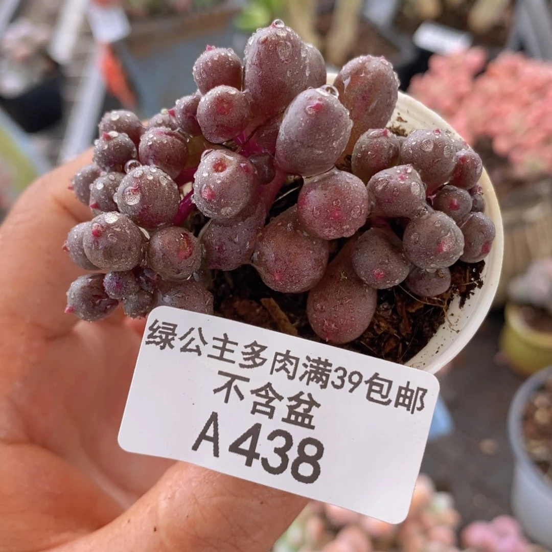 紫泡泡5cm438多肉植物纤维