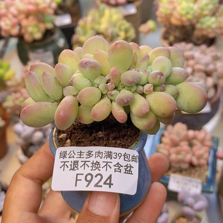 924苹果奶四代缀6cm