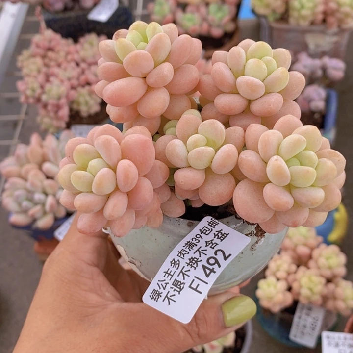 洛可可492/7vm多肉