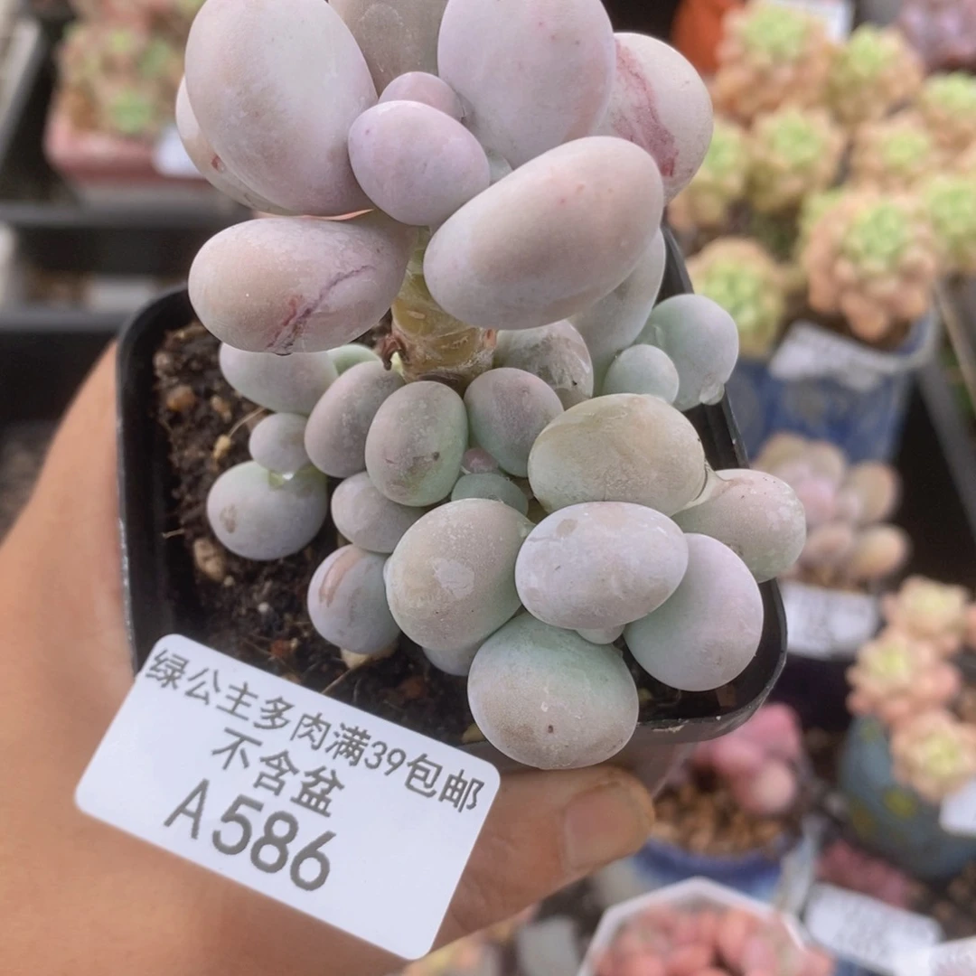 橙奶6cm586多肉植物