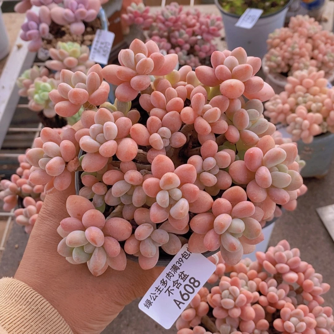 R***鱼子酱608/10cm多肉