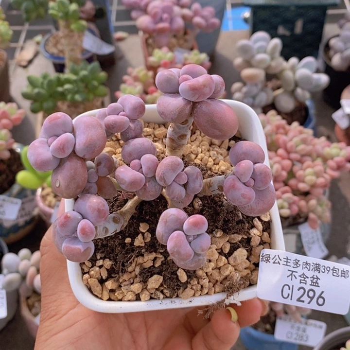 腰子桃蛋296/7c m