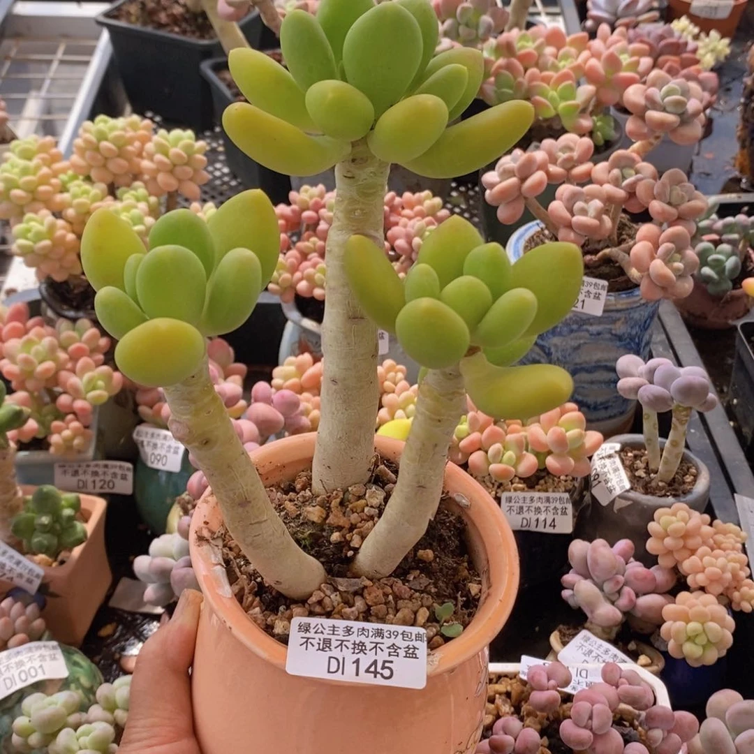 金蟾老桩12cm145多肉植物