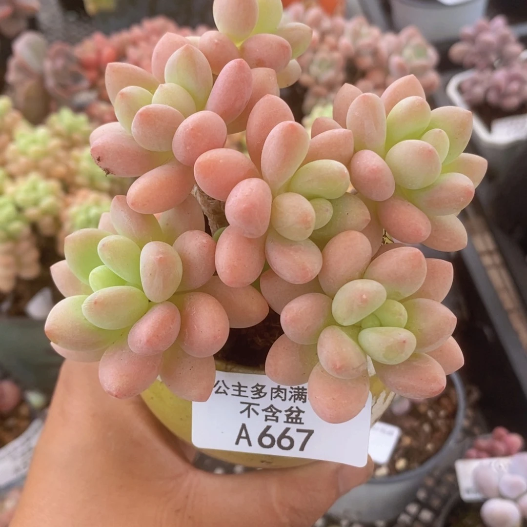 鱼子酱9cm667多肉植物