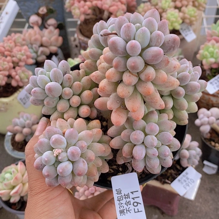 小***°婴儿手指911/10c m