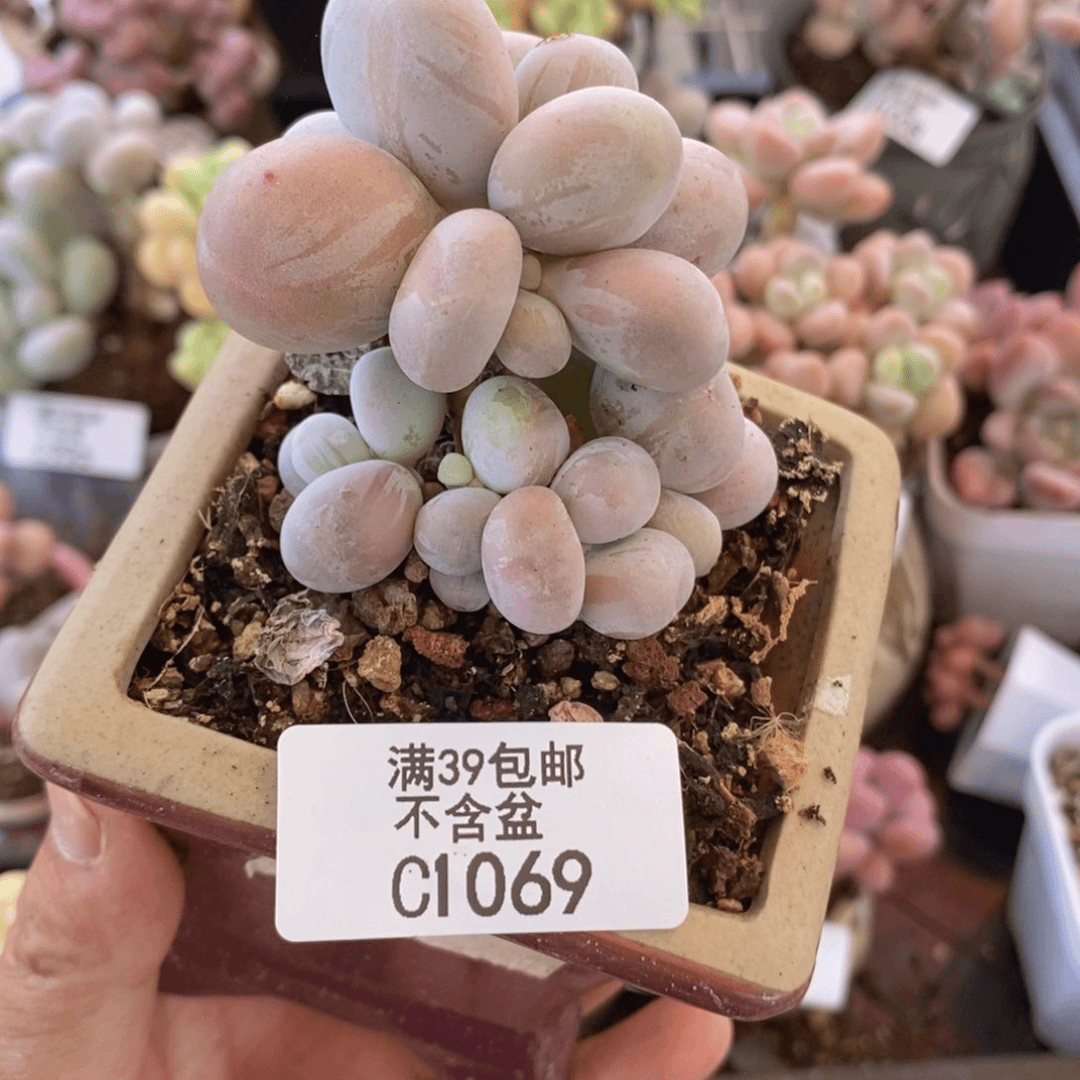 原始橙奶6cm1069多肉植物
